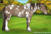 Horse Color:White Spotted Classic Champagne 