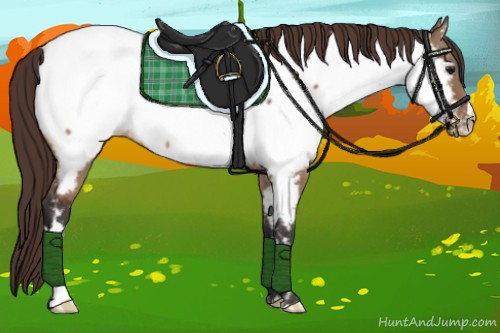 Horse Color:Bay Dun Appaloosa 