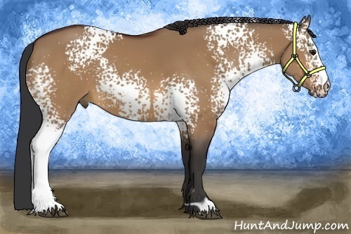 Horse Color:White Spotted Bay Dun 