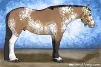 Horse Color:White Spotted Bay Dun