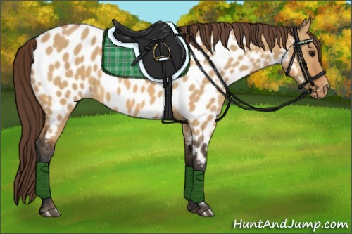 Horse Color:Bay Dun Appaloosa 