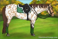 Horse Color:Bay Dun Appaloosa 