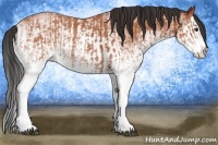 Horse Color:White Spotted Bay Splash  and White Spotted Bay Splash 