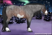 Horse Color:Brown Roan Frame Appaloosa 