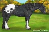 Horse Color:Black Appaloosa 