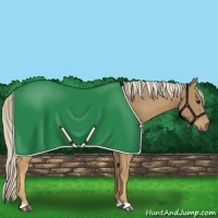 Horse Color:Palomino
