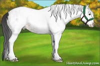 Horse Color:White Spotted Bay