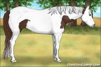 Horse Color:Gray Chestnut Splash Tobiano
