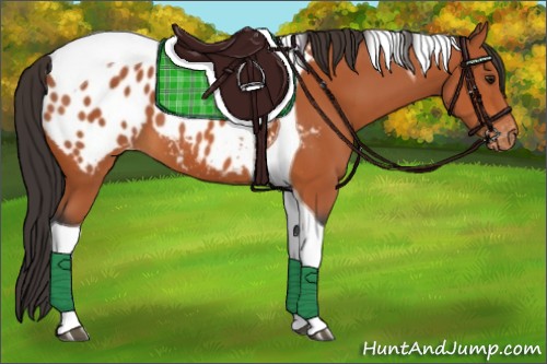 Horse Color:Bay Tobiano Near Leopard