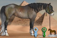 Horse Color:Brown Sabino 