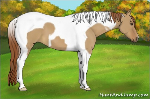 Horse Color:Red Dun Tobiano