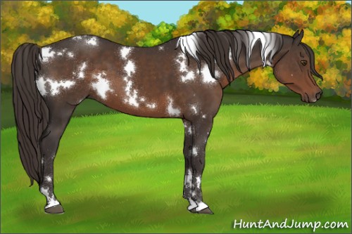 Horse Color:White Spotted Liver Chestnut