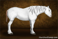 Horse Color:Bay Sabino Splash Blanket  and Gray Bay Sabino Splash Blanket 