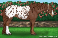 Horse Color:Chestnut Blanket 
