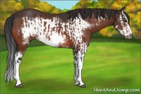 Horse Color:Bay Splash Frame  and Bay Splash Frame 