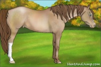 Horse Color:Bay Pearl 