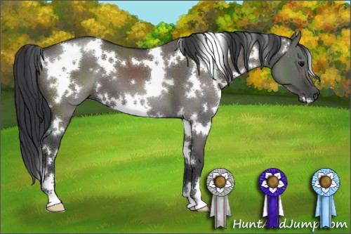 Horse Color:White Spotted Grullo 