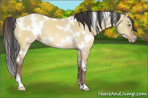 Horse Color:White Spotted Sable Champagne Dun 