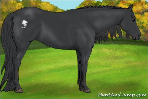 Horse Color:Black 