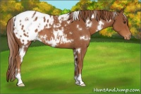 Horse Color:White Spotted Chestnut Varnish
