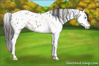 Horse Color:White Spotted Bay Dun Splash Appaloosa