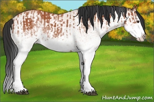 Horse Color:White Spotted Bay Splash  and White Spotted Bay Dun Splash 