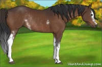 Horse Color:White Spotted Bay Rabicano