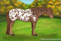 Horse Color:Chestnut Appaloosa 