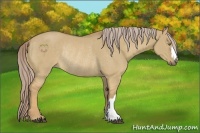 Horse Color:Palomino Dun Rabicano