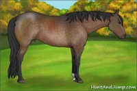 Horse Color:Brown 