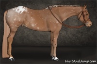 Horse Color:Chestnut Appaloosa 