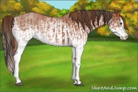 Horse Color:White Spotted Bay Splash and White Spotted Chestnut Splash