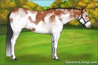 Horse Color:White Spotted Bay Splash  and White Spotted Bay Splash Frame 