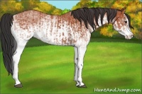 Horse Color:White Spotted Bay Splash  and White Spotted Bay Splash 