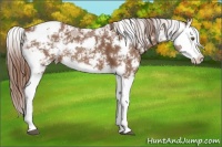 Horse Color:Chestnut Sabino Splash
