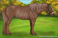 Horse Color:Chestnut Rabicano 