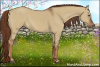 Horse Color:Red Dun 