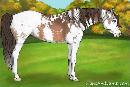 Horse Color:White Spotted Bay Splash Appaloosa 