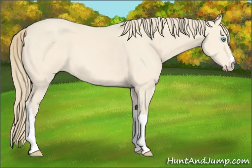 Horse Color:Perlino 