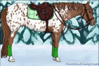 Horse Color:Chestnut Appaloosa 