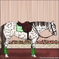 Horse Color:Brown Dun Appaloosa 