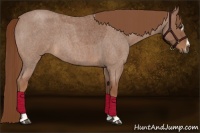 Horse Color:Red Roan Sabino 