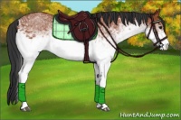 Horse Color:White Spotted Bay 