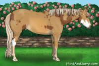 Horse Color:Gray Palomino Splash  and Palomino 