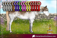 Horse Color:White Spotted Chocolate Palomino