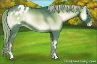 Horse Color:Watercolor Liver Red Onyx Appaloosa 