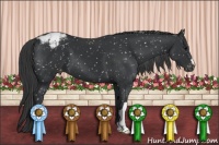 Horse Color:Black Appaloosa 