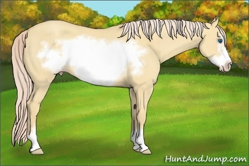 Horse Color:Gold Cream Champagne Dun Sabino Frame 