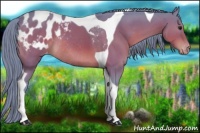 Horse Color:Watercolor Bay Tobiano Appaloosa Rabicano 