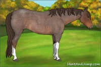 Horse Color:Liver Red Roan 